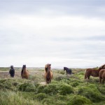 public-domain-images-free-stock-photos-animals-farm-horses